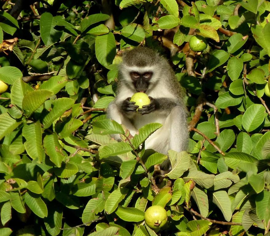 Altri animali domestici presso l'affittacamere o nei dintorni