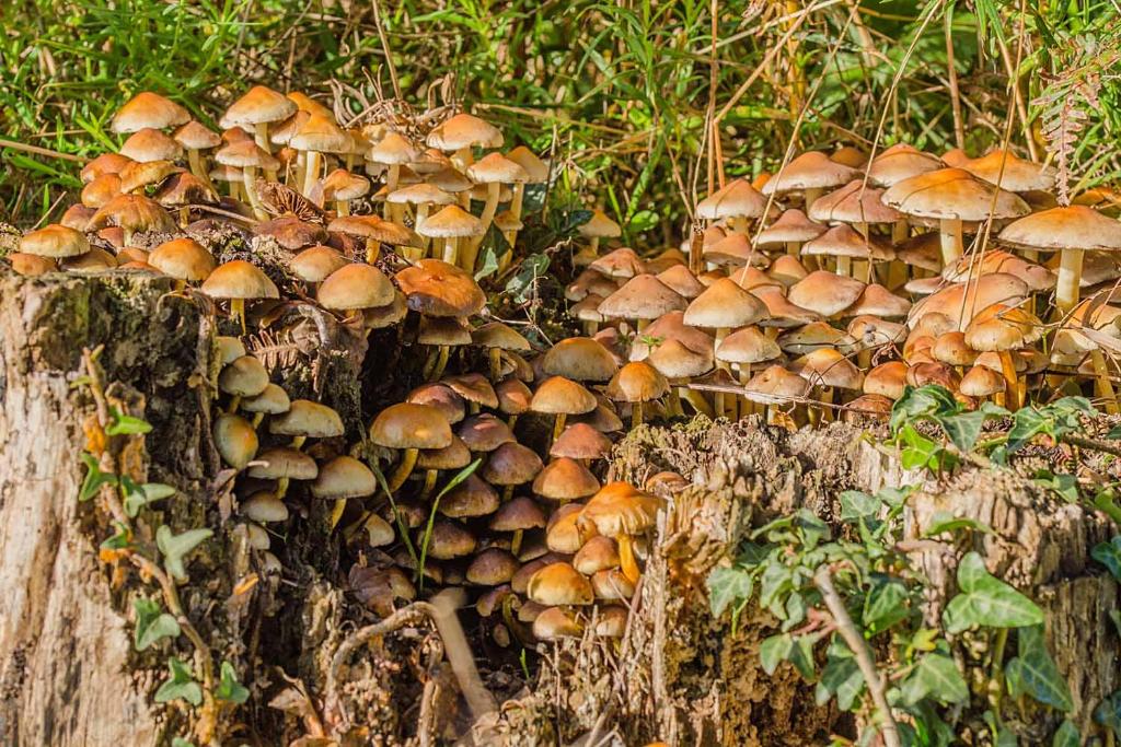 a group of mushrooms on a tree stump at Le Chalet De Louyère in Saint-Salvadour