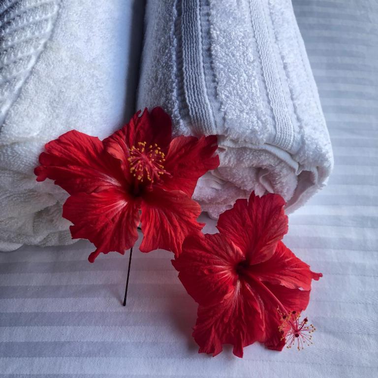 Wanakaset Forest Glamping - 7