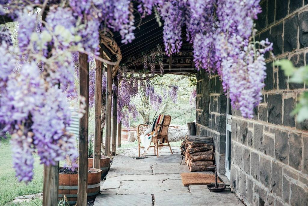 ogród z fioletowymi wisteriami wiszącymi z budynku w obiekcie Ellerslie Cottage w mieście Metcalfe