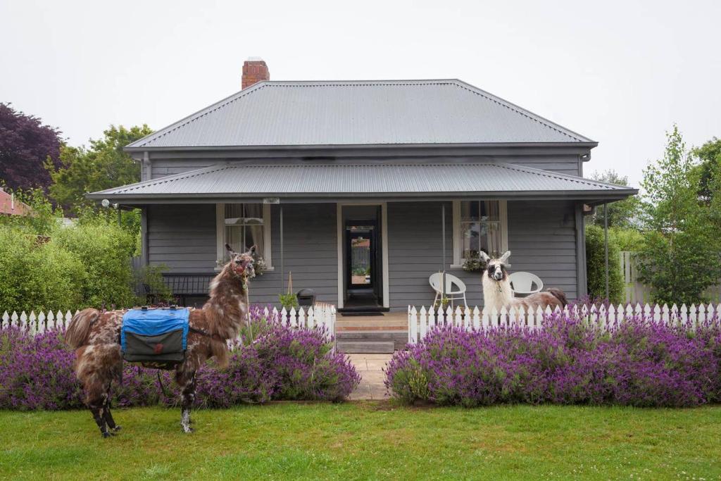 two llamas standing in front of a house at Domino House in Trentham