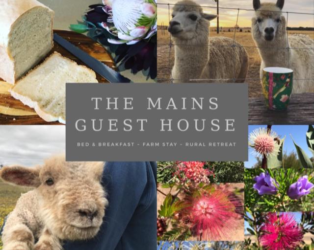 a collage of photos of a sheep and a cake at The Mains Guest House 2 Bedroom Farm Stay in Corrigin