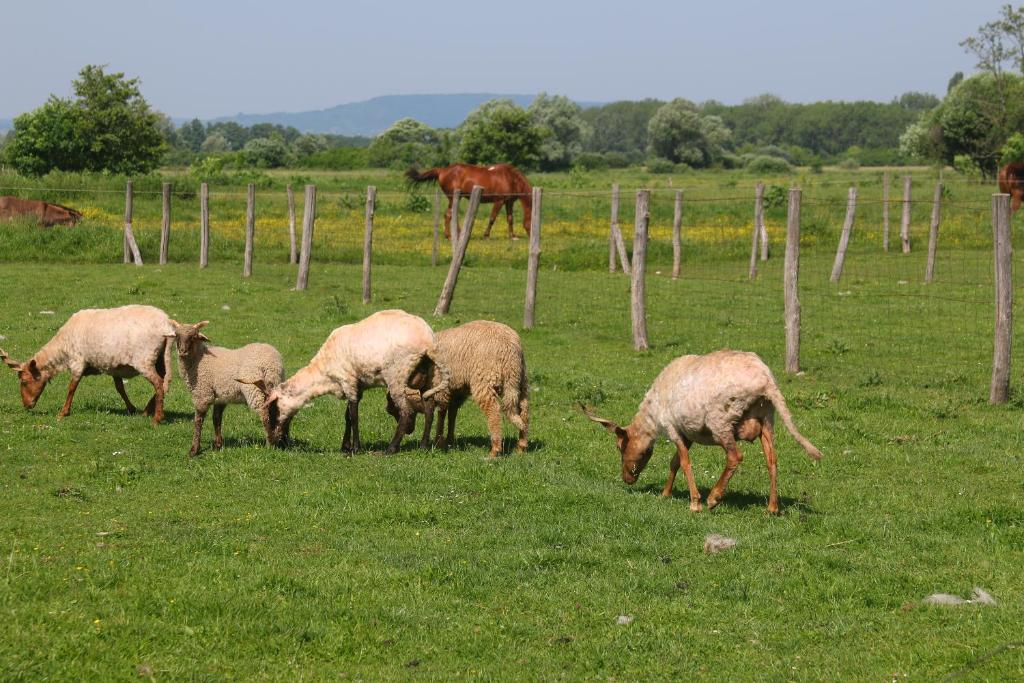 Zvieratá v ubytovaní bed & breakfast alebo blízkom okolí