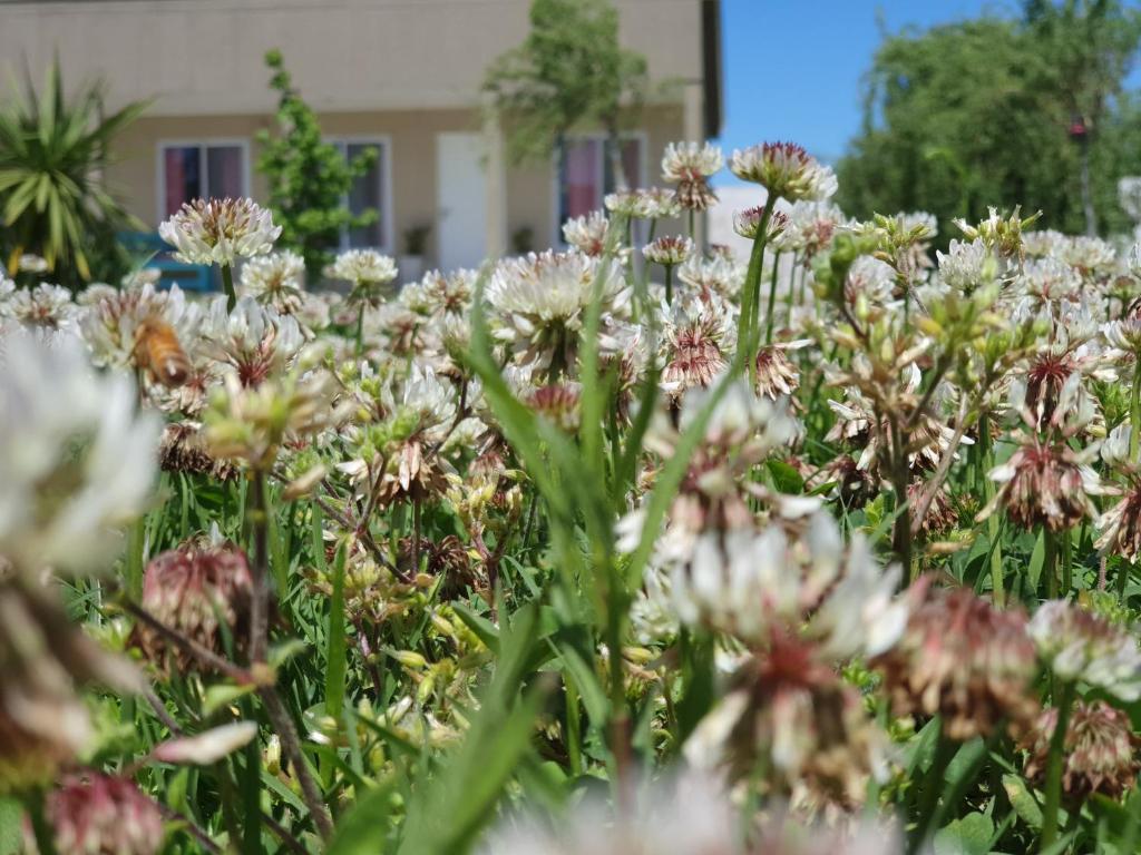 un campo de flores blancas delante de una casa en Rincón del Alma en Saladillo