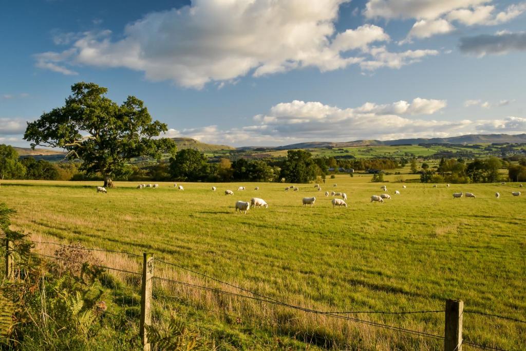 Cardross Holiday Cottages - Holiday Home - Ash