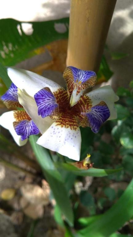  Morada da Brisa