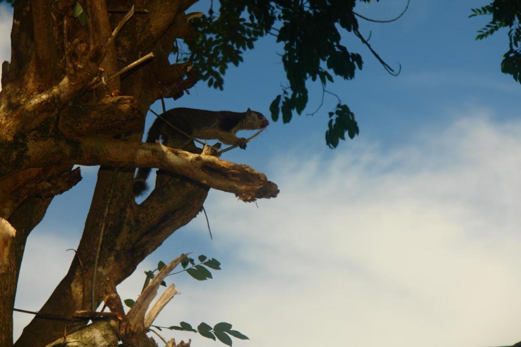 Fotografie z fotogalerie ubytování HOMESTAY CAMPING ANURADHAPURA v destinaci Anuradhápura