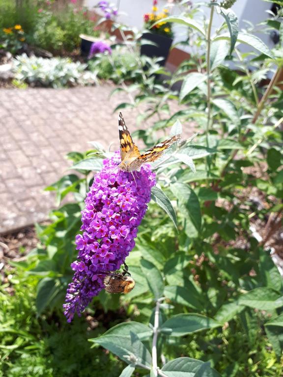 two butterflies sitting on top of a purple flower at Ferienwohnung Emma in Konz