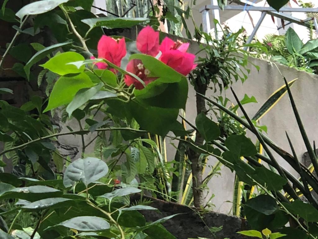  Pousada Barreirinhas