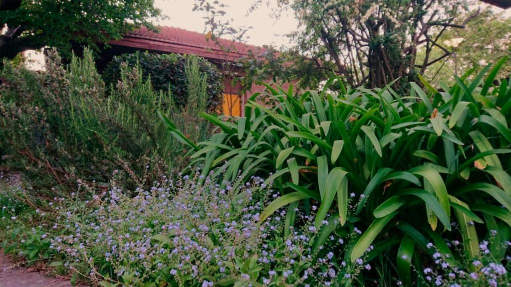 a garden with green plants and purple flowers at Nomeolvides in Tandil