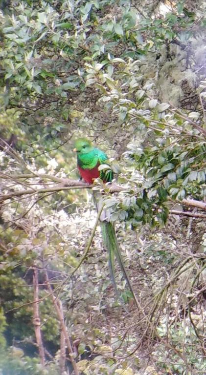 Fotografie z fotogalerie ubytování Miriam'S Quetzals lodge v destinaci San Gerardo de Dota