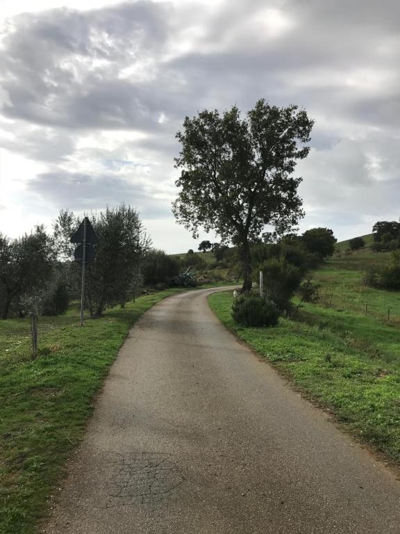 Un camino con un árbol a un lado. en Podere Pini, en Magliano in Toscana
