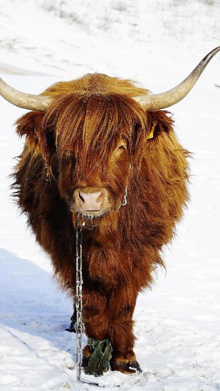Zvieratá v dovolenkovom dome alebo blízkom okolí