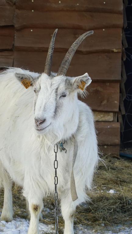 Zvieratá v dovolenkovom dome alebo blízkom okolí