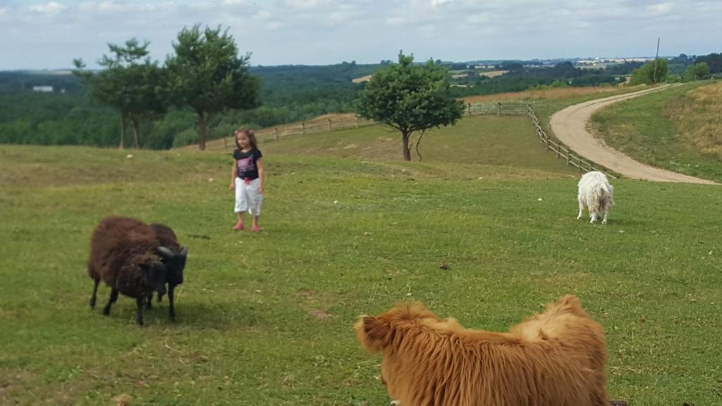 Zvieratá v dovolenkovom dome alebo blízkom okolí