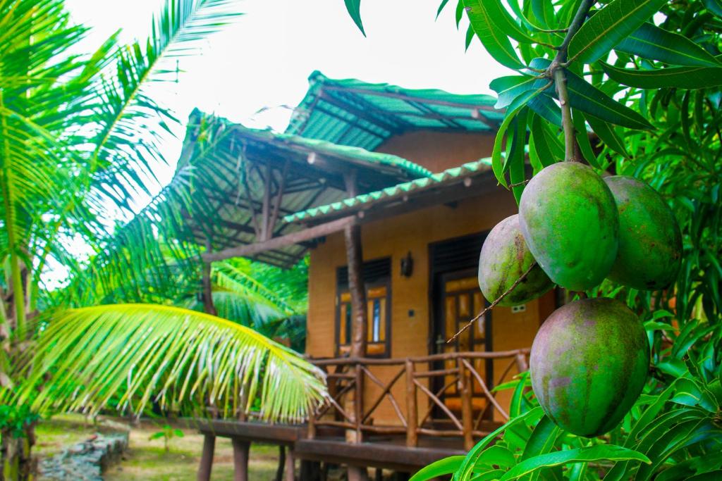 a house with a bunch of mangoes hanging from a tree at YalaWay Nature Villa in Tissamaharama