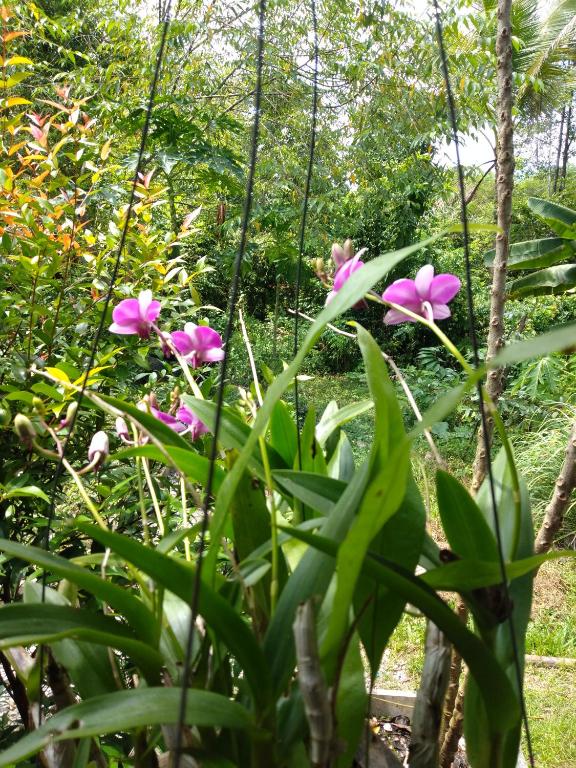 Meechok organic home - 13