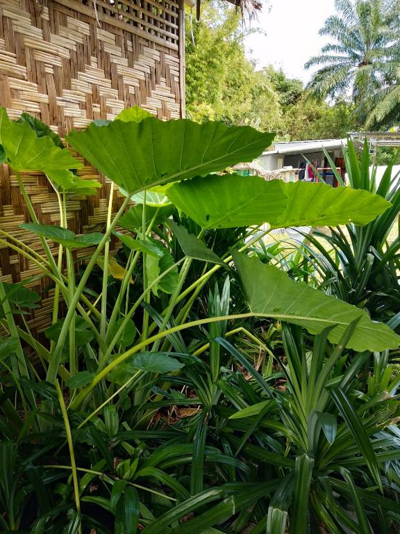 Meechok organic home - 12