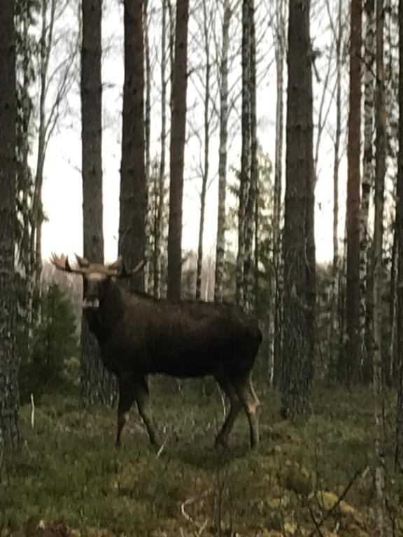 Zvířata v prázdninového domu nebo okolí
