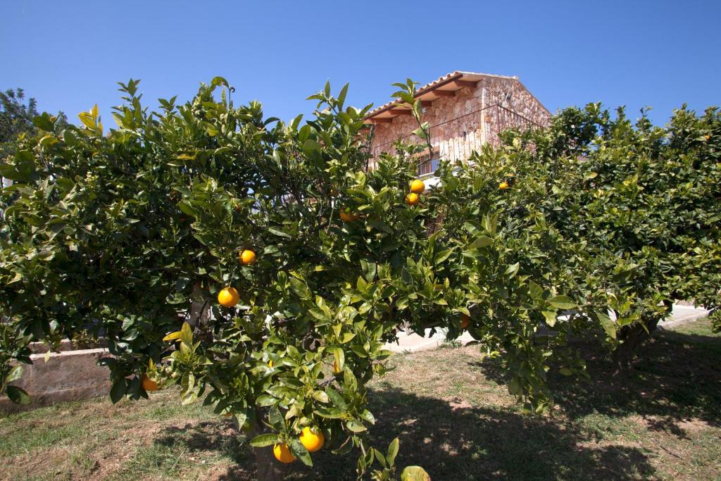 Vonkajšia záhrada v ubytovaní Finca Son Montserrat