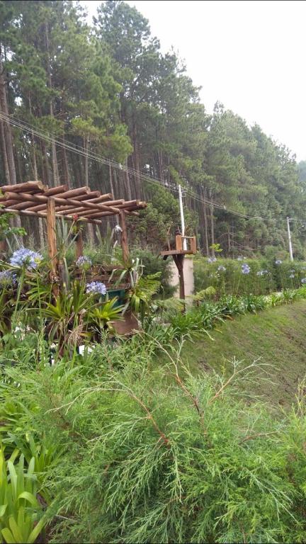  Hortência