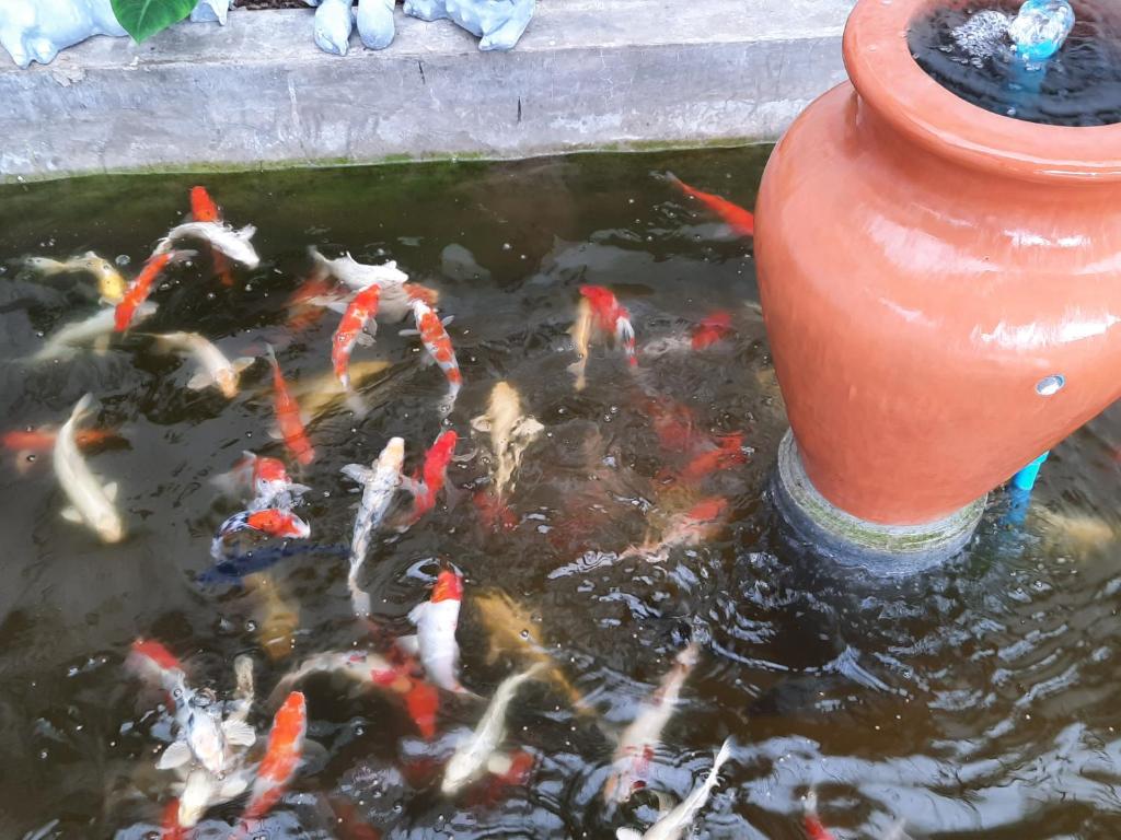 Fotografie z fotogalerie ubytování Fancy Carp Resort Hua-Hin v destinaci Hua Hin