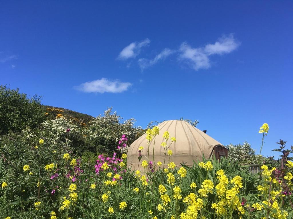 a dome tent in a field of flowers at Portsalon Luxury Camping in Portsalon