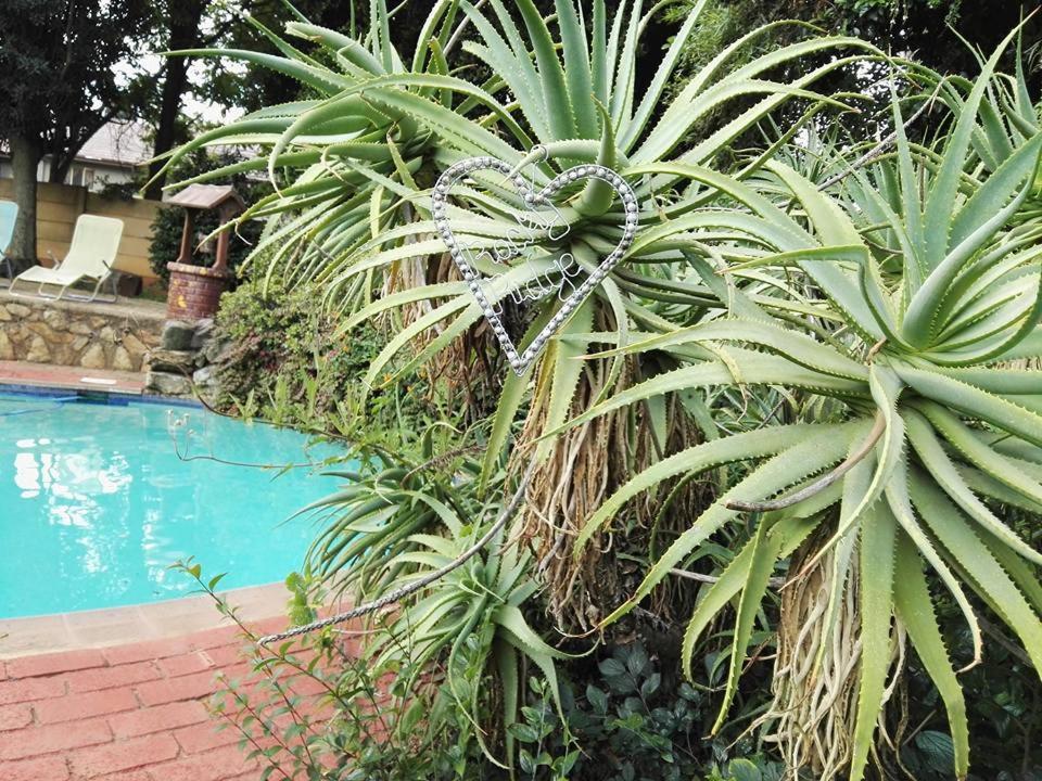 a large palm tree next to a swimming pool at Rocky Ridge Guest House SELF Catering - No alcohol allowed in Roodepoort