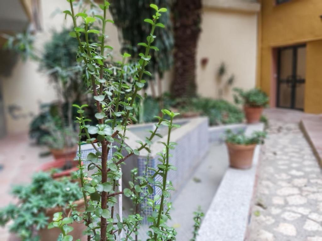 Ogród w obiekcie Del parque flats estudio martires