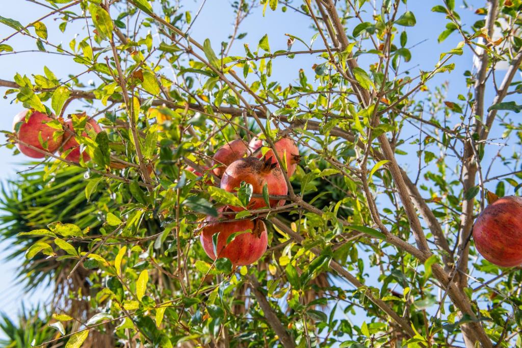 an apple tree with lots of red apples on it at Julipapas Gardens in Paphos