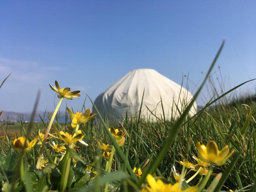 a white tent in the grass with yellow flowers at Portsalon Luxury Camping in Portsalon