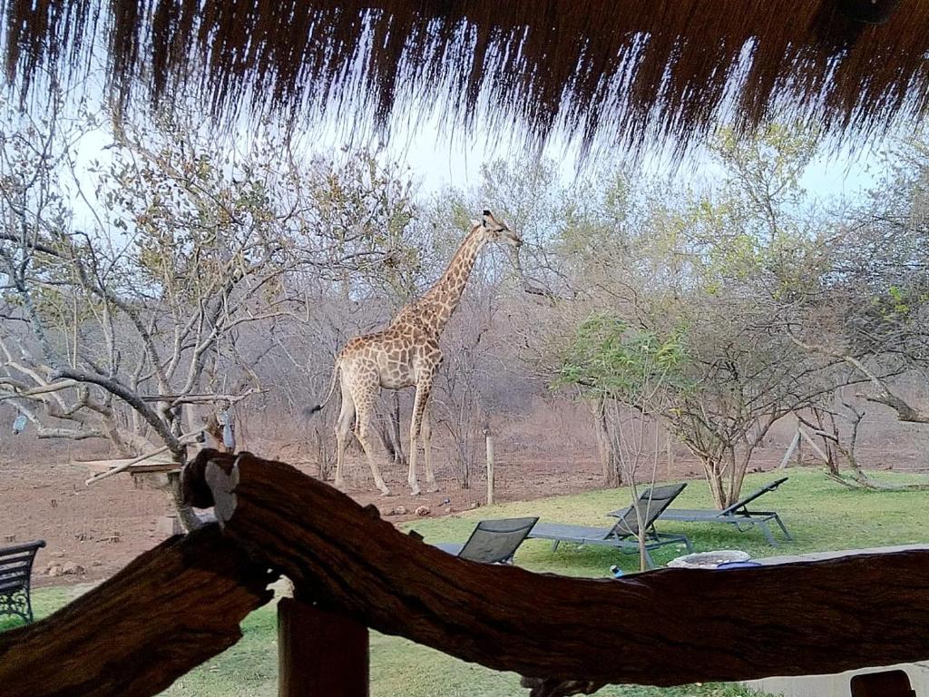 Animales en el lodge o alrededores