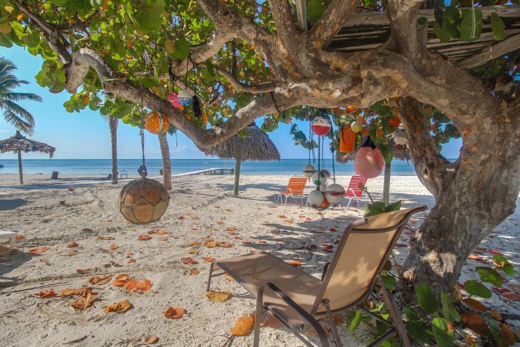 une chaise sous un arbre sur la plage dans l'établissement The Henry Flagler, à Layton