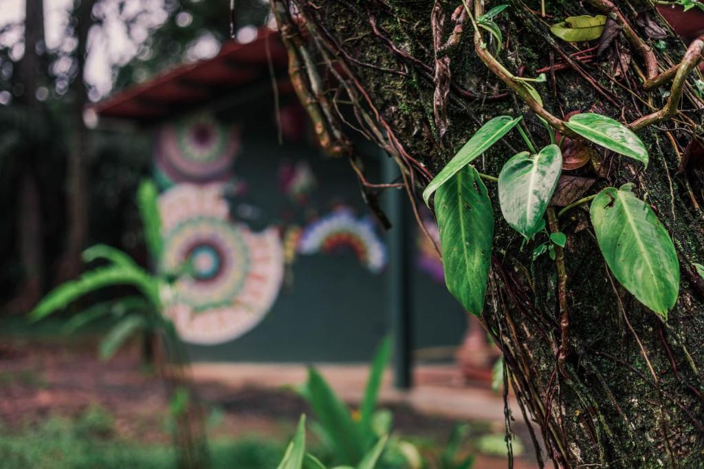 Galería fotográfica de Nowhere en Bocas del Toro