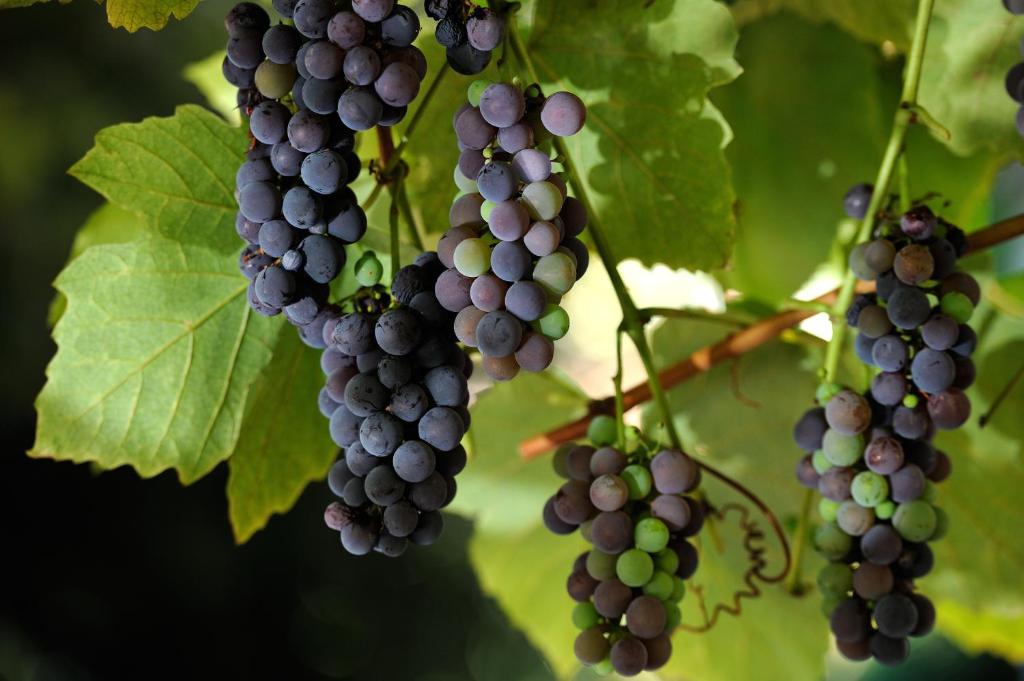 Hotel Farnese - Resim 41