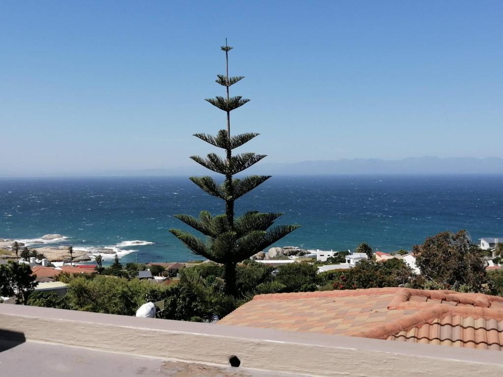 a palm tree sitting on top of a roof at Froggy at the Pond in Simonʼs Town