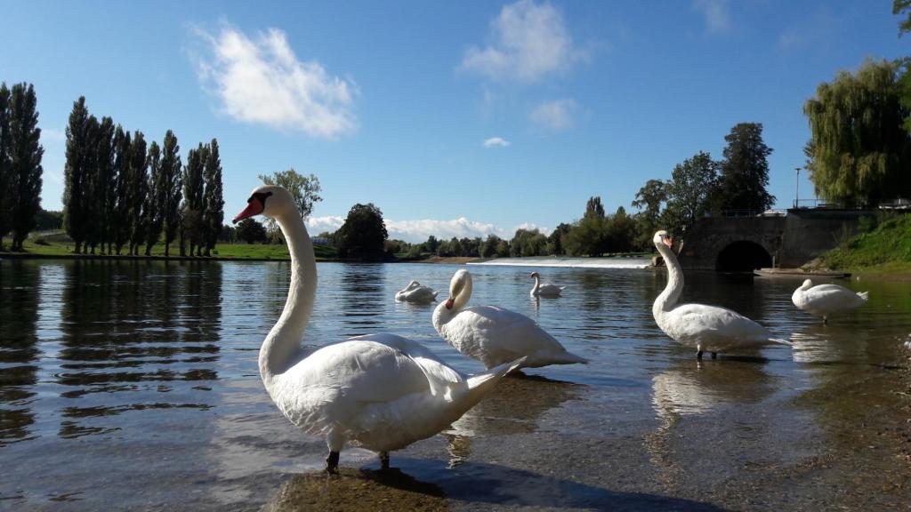 un grupo de cisnes blancos parados en el agua en APARTMAN NENA, en Karlovac