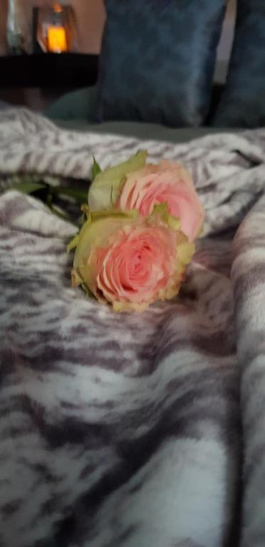 El nido de la Galería - 5