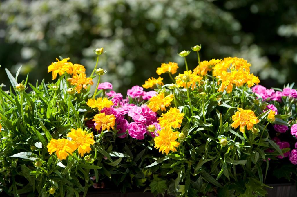 Boutique Hotel Splendid - Resim 29