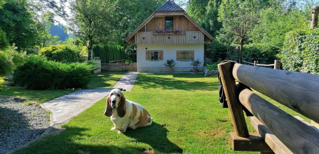 a dog sitting on the grass in front of a house at Vila Jana in Radovljica