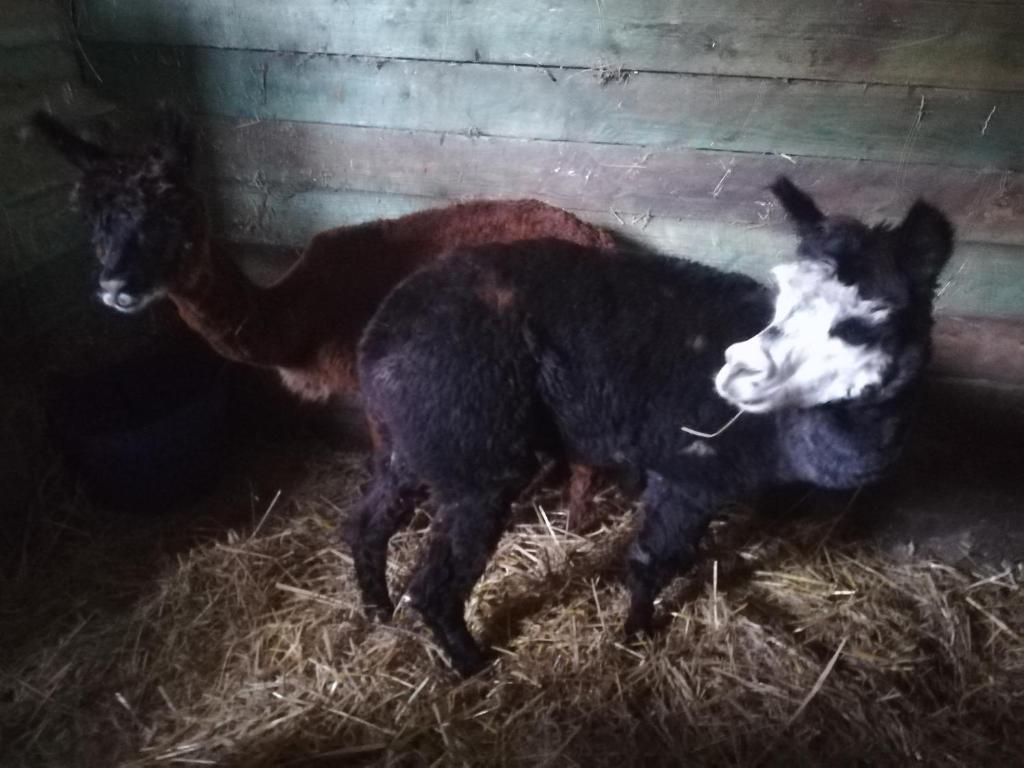 Zvieratá na farme alebo blízkom okolí