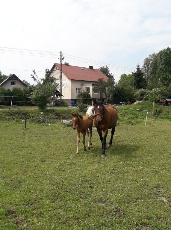 Fotografia z galérie ubytovania Agroturystyka Mętno 18 v destinácii Mętno
