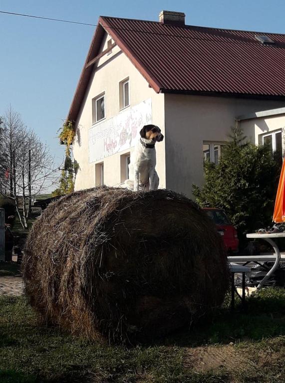 Fotografia z galérie ubytovania Agroturystyka Mętno 18 v destinácii Mętno