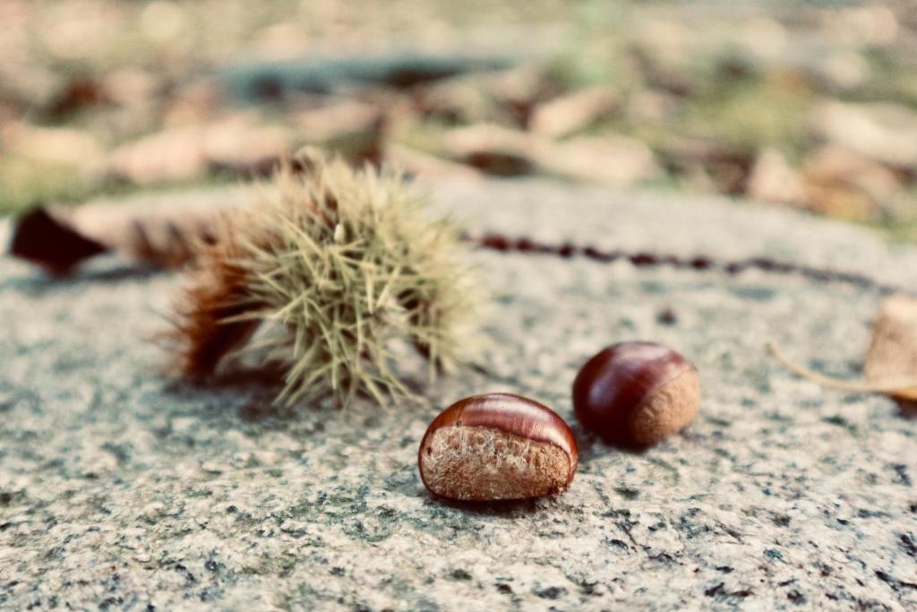 Fotografie z fotogalerie ubytování Bunanoyado Koase v destinaci Aga
