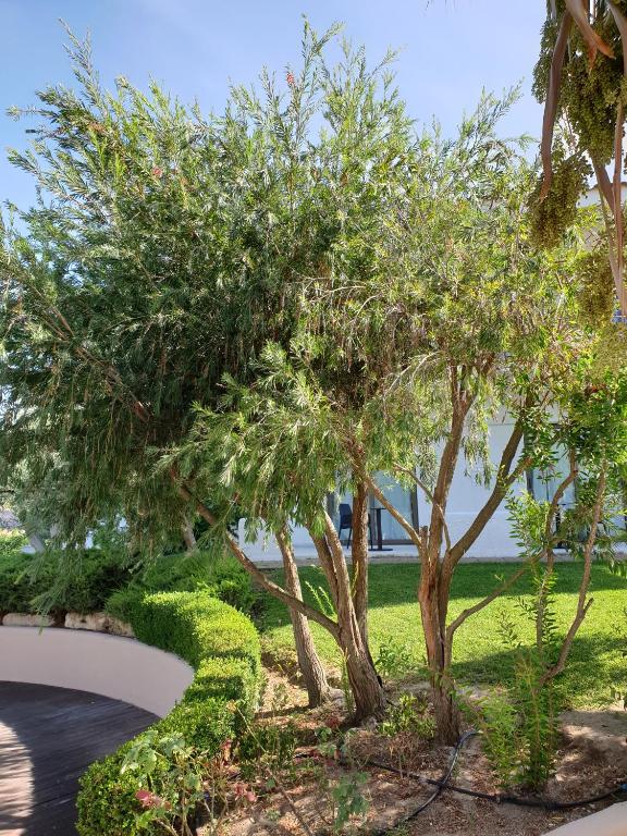 A garden outside Flegra Palace