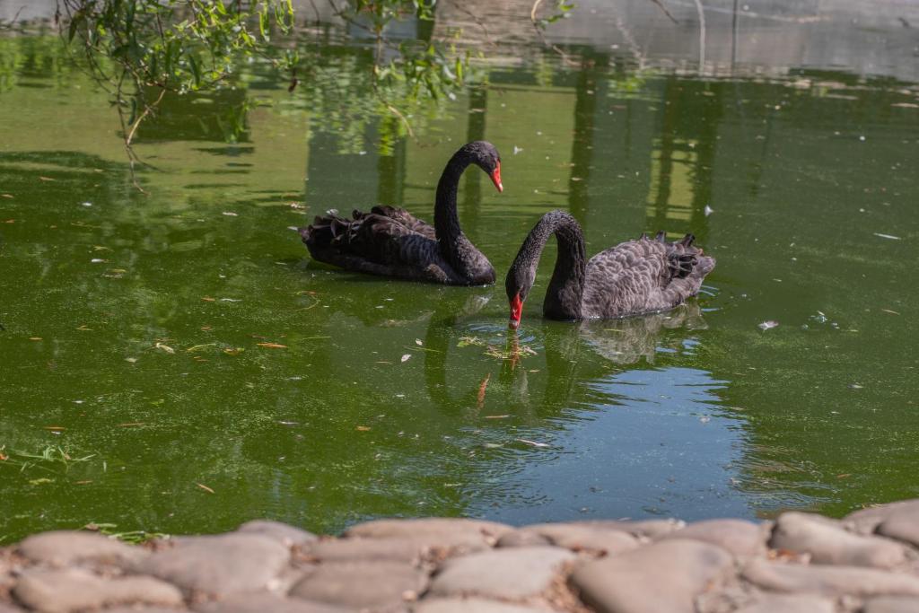 Zvířata v hotelu nebo okolí