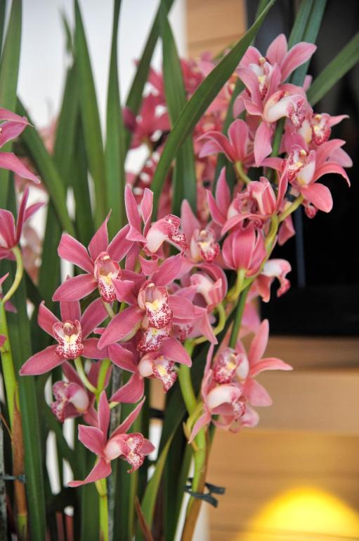 Hotel Sonnschupfer - 9