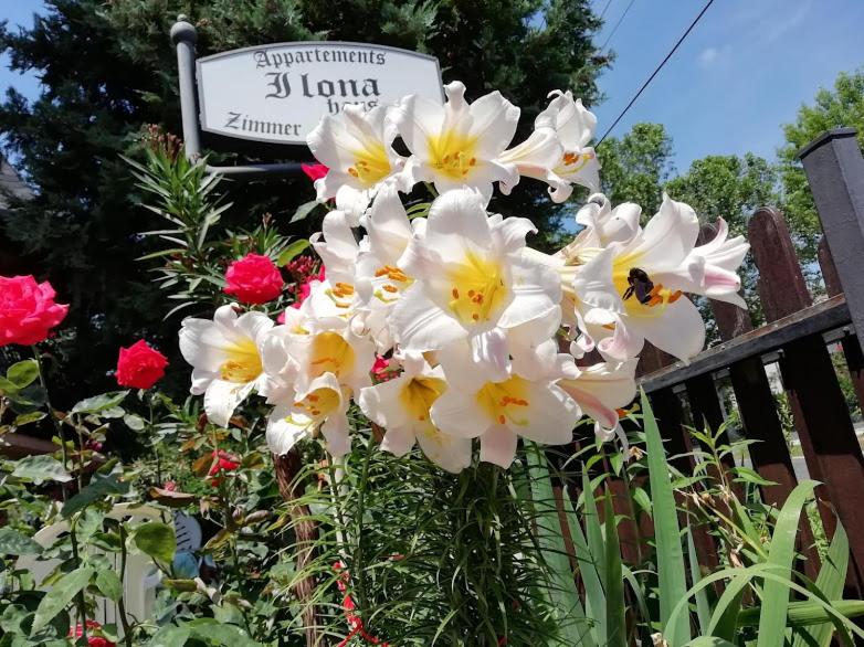 A garden outside Ilona Kis Kastély Panzió