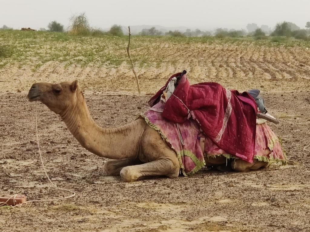 Fotografie z fotogalerie ubytování Savi Camps Jaisalmer v destinaci Sām
