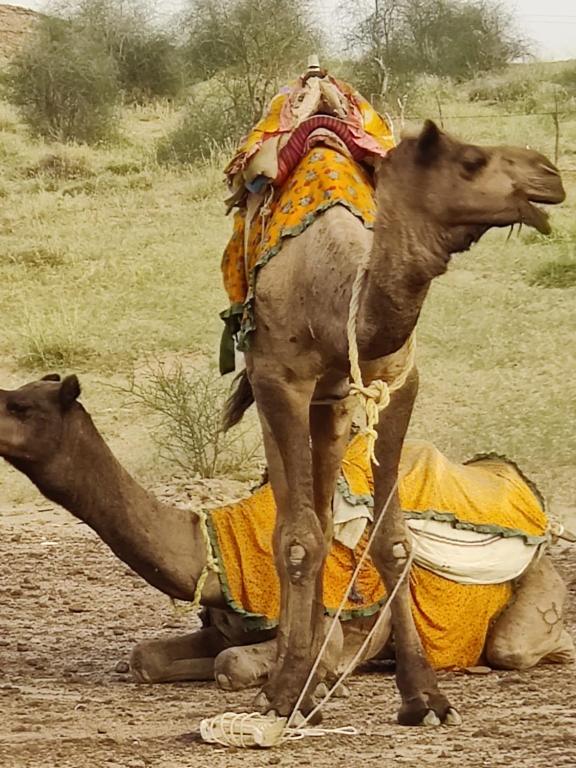 Fotografie z fotogalerie ubytování Savi Camps Jaisalmer v destinaci Sām